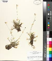 Lachnocaulon anceps image