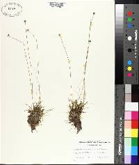 Lachnocaulon anceps image