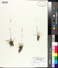 Lachnocaulon anceps image