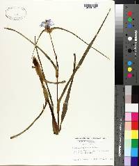 Tradescantia ohiensis image