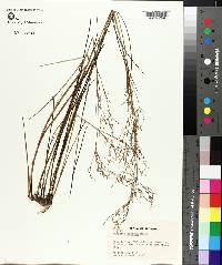 Juncus abortivus image