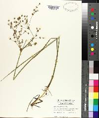 Juncus acuminatus image