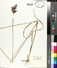 Juncus biflorus image