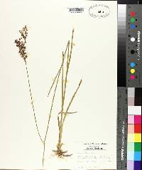 Juncus biflorus image