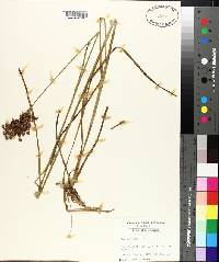 Juncus biflorus image