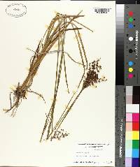 Juncus biflorus image