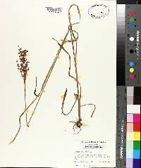 Juncus biflorus image