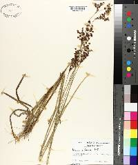 Juncus biflorus image