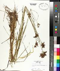 Juncus biflorus image