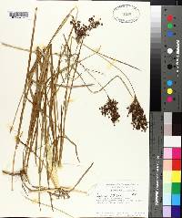 Juncus biflorus image