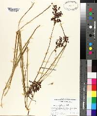 Juncus biflorus image