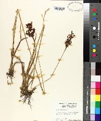 Juncus biflorus image