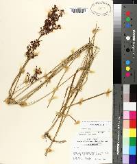 Juncus biflorus image