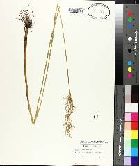 Juncus biflorus image