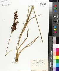 Juncus biflorus image