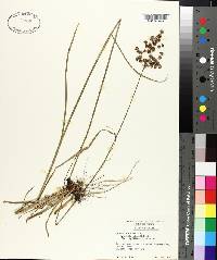 Juncus biflorus image