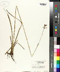 Juncus biflorus image