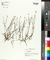 Juncus biglumis image