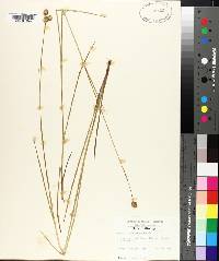 Juncus brachycarpus image