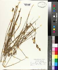 Juncus brachycarpus image