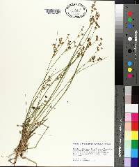 Juncus brevicaudatus image