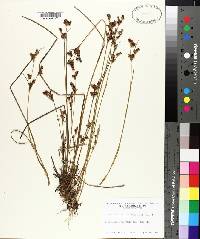 Juncus brevicaudatus image