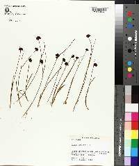 Juncus castaneus image