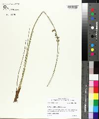 Juncus coriaceus image