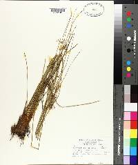 Juncus coriaceus image