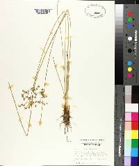 Juncus coriaceus image