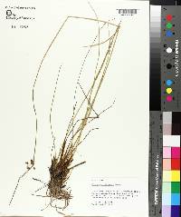 Juncus coriaceus image