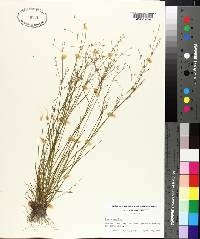 Juncus debilis image