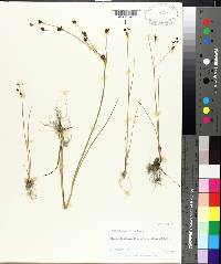 Juncus drummondii image