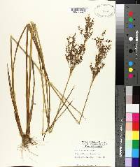 Juncus elliottii image