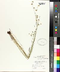 Juncus filipendulus image