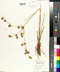 Juncus megacephalus image