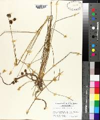 Juncus megacephalus image