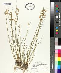 Juncus nodosus image