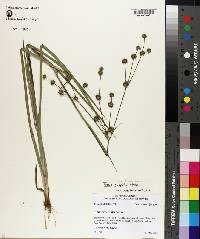 Juncus validus image