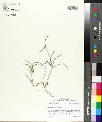 Juncus repens image