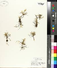 Juncus repens image