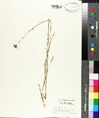 Juncus scirpoides image