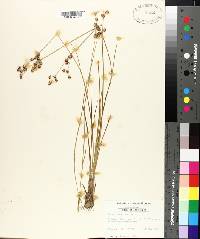 Juncus scirpoides image