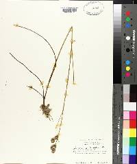 Juncus scirpoides image