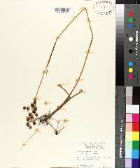 Juncus scirpoides image