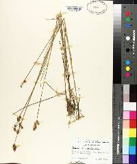 Juncus scirpoides image