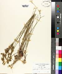 Juncus scirpoides image