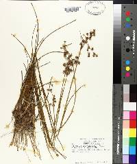 Juncus scirpoides image