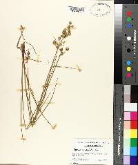 Juncus scirpoides image