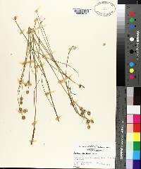 Juncus scirpoides image